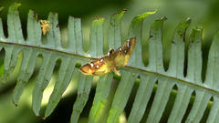 Cotachena histricalis