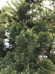 Cryptomeria japonica