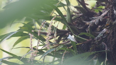 Dendrobium sagittatum