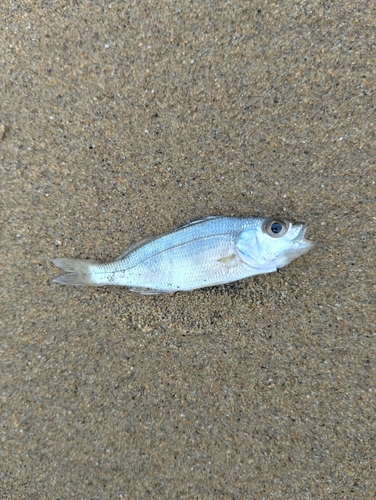 Yellowstripe grunt (Haemulopsis axillaris) — Haemulidae