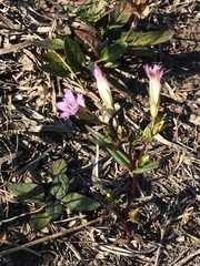 Gentianella uliginosa