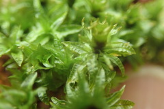 Atrichum selwynii