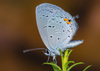 Mariposa Azul con Cola Tejana - Photo (c) bob15noble, algunos derechos reservados (CC BY-NC), subido por bob15noble