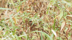 Ageratina riparia