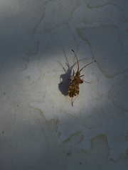 Centrocoris spiniger