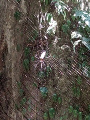 Nephila pilipes