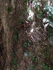 Nephila pilipes