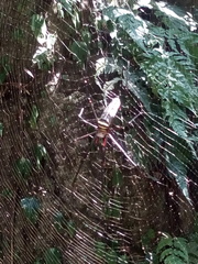 Nephila pilipes