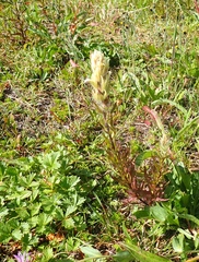 Castilleja parviflora
