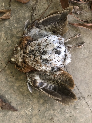 Puerto Rican Owl (Gymnasio nudipes), photo 7