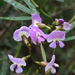 Twining Glycine - Photo (c) Natalie, some rights reserved (CC BY-NC), uploaded by Natalie