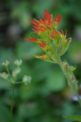 Castilleja suksdorfii