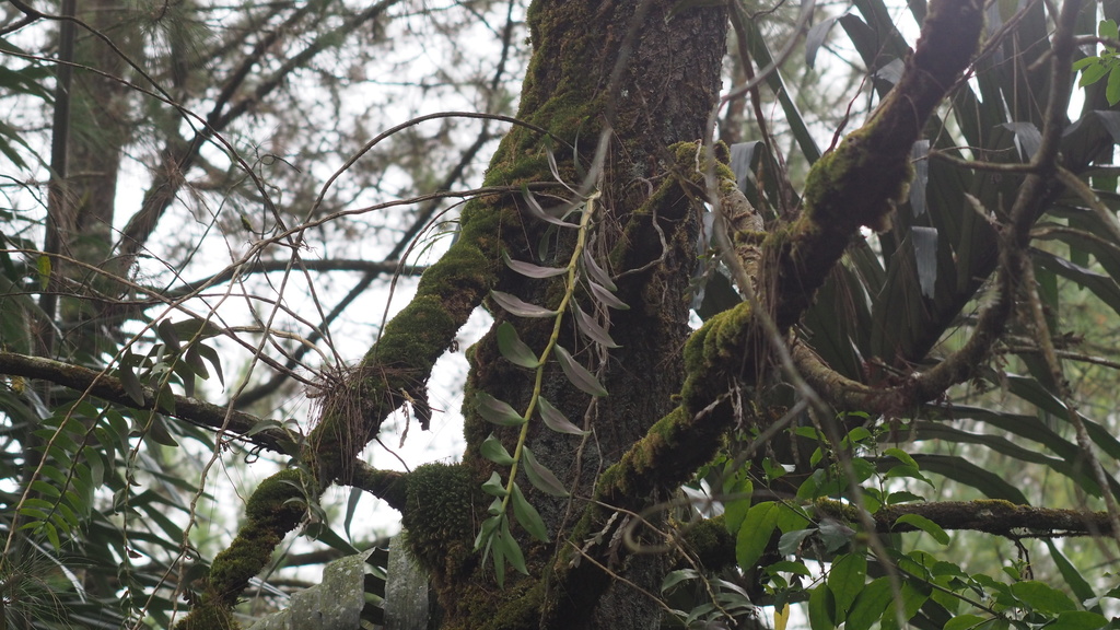 Dendrobium mutabile (Blume) Lindl. 2