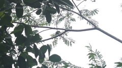 Psilopogon javensis