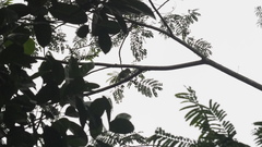 Psilopogon javensis