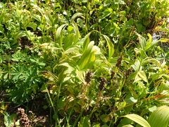 Veratrum viride