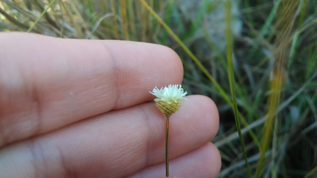 Comanthera centauroides