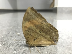 Discophora
