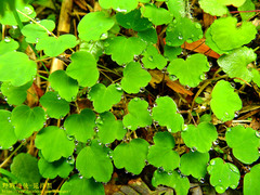 Thalictrum urbainii