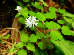 Thalictrum urbainii