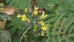 Strobilanthes crispus