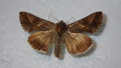 Autographa gamma