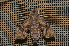 Neogurelca masuriensis