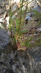 Pogonatherum crinitum