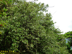 Elaeagnus thunbergii