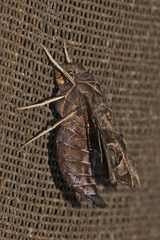Neogurelca masuriensis