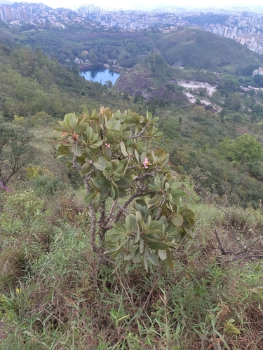 Foto de Pau santo