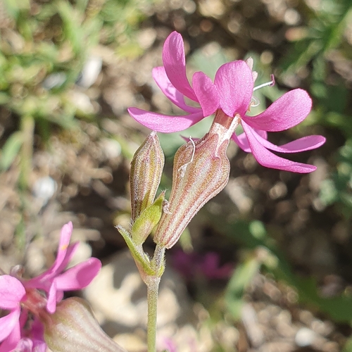 Image of Silene colorata by (c) Mehdi Chetibi, some rights reserved (CC BY)