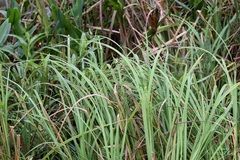 Zizaniopsis miliacea