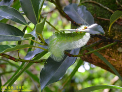 Rinaca thibeta okurai