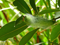 Rinaca thibeta okurai