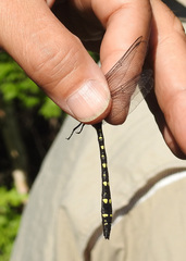 Cordulegaster maculata