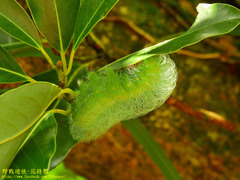 Rinaca thibeta okurai