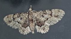 Gymnoscelis lophopus