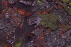 Sphaerotheca dobsonii