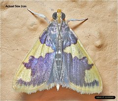 Rehimena