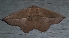 Polyacme dissimilis