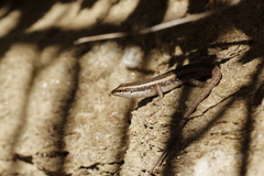 Trachylepis spilogaster