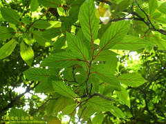 Actinidia rufa
