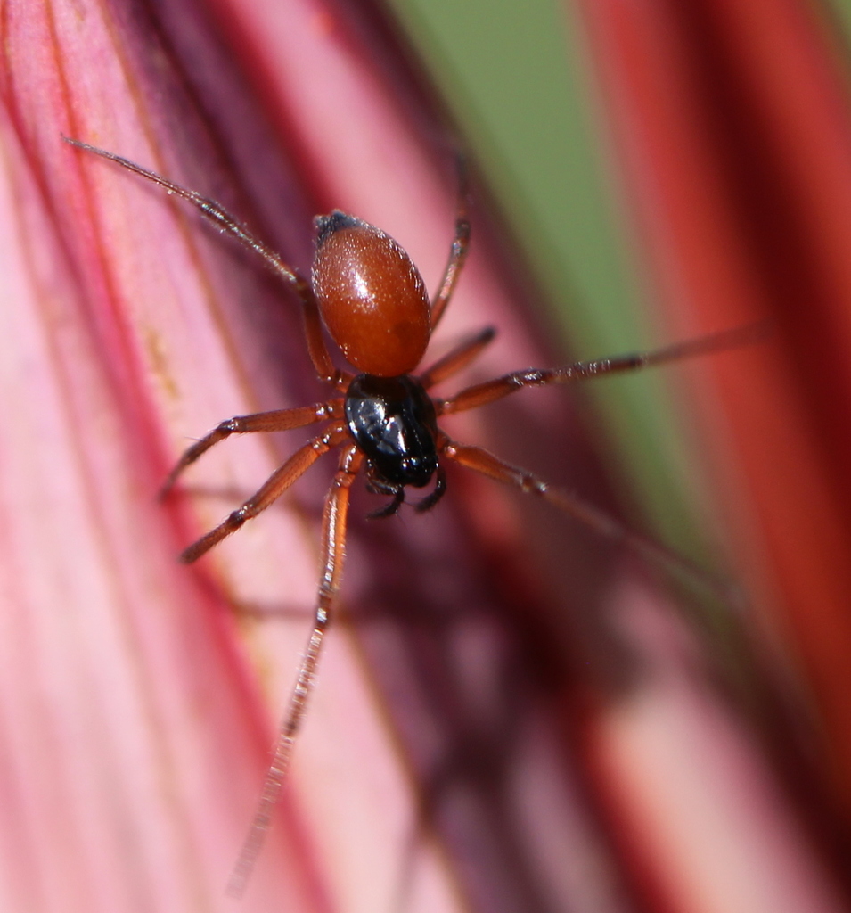 Black-tailed Ostearius, photo 1 of 8
