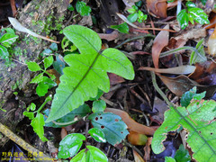 Stegnogramma wilfordii