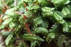 Plagiothecium denticulatum