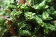 Plagiothecium denticulatum