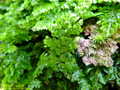 Hymenophyllum denticulatum
