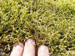 Antitrichia curtipendula