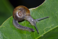 Helicarionidae